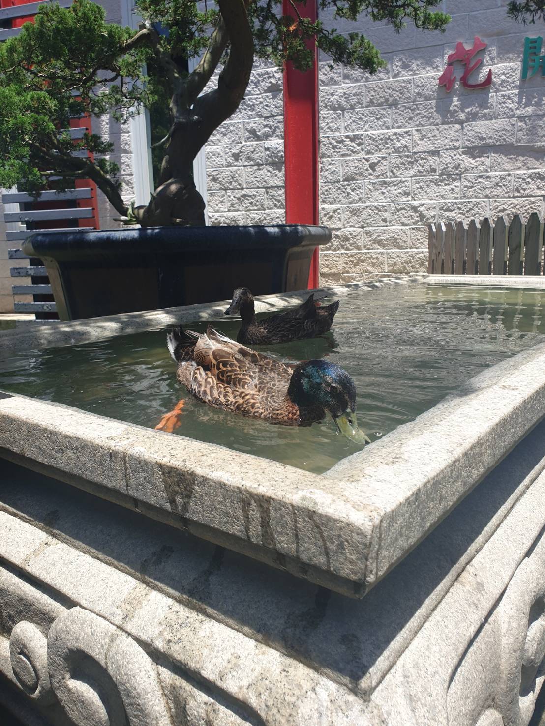 【桃園|大溪景點】花開了休閒農場|免門票!玩水、玩沙、各項遊樂設施、看小動物、現場聽演唱一次滿足! - 第6張圖