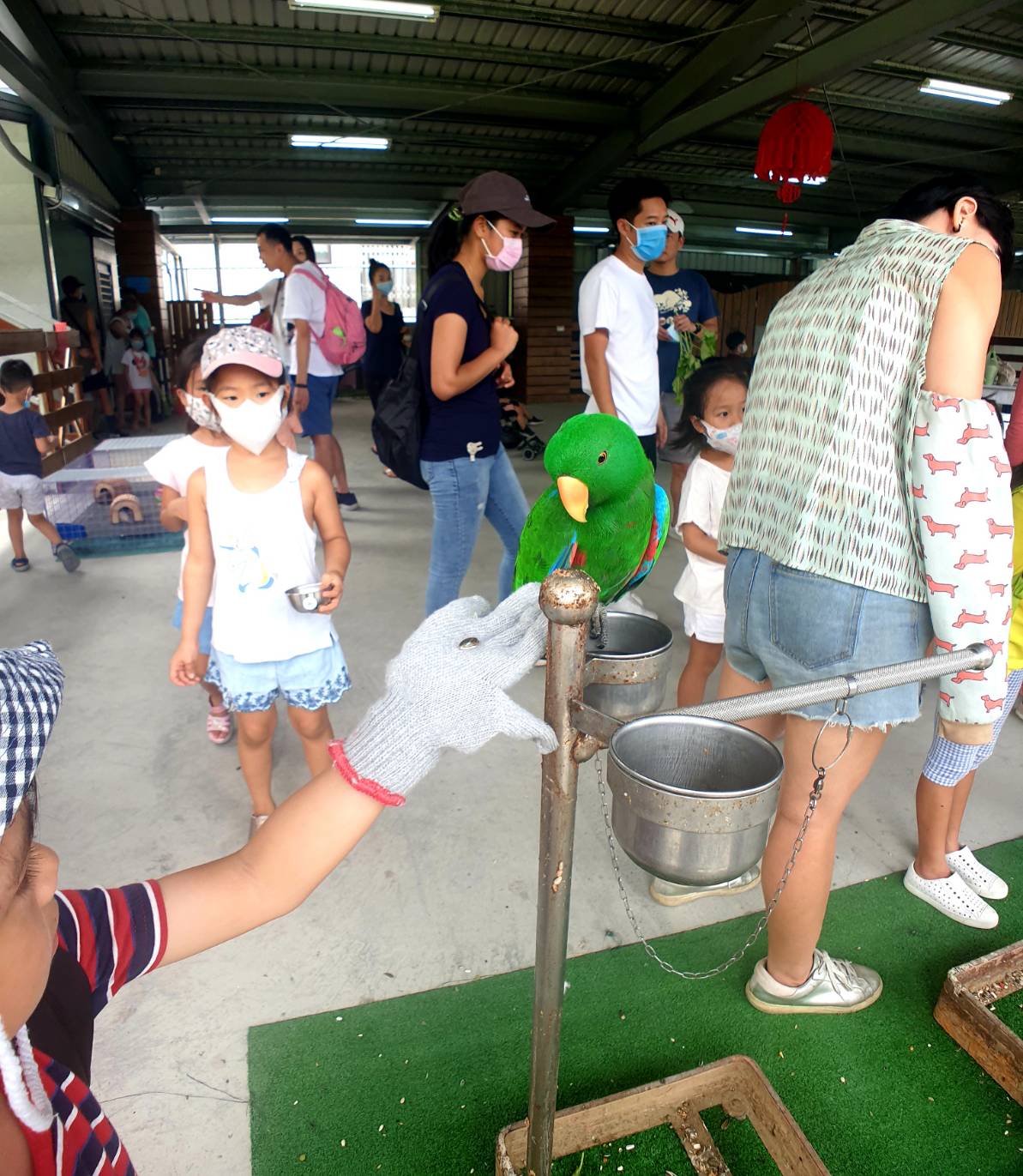 【宜蘭|心花鹿FUN】新景點!宜蘭越來越多農場囉,小朋友最愛的小動物互動,近距離摸摸羊駝、梅花鹿,鸚鵡餵食,還有餵小羊喝ㄋㄟㄋㄟ - 第26張圖