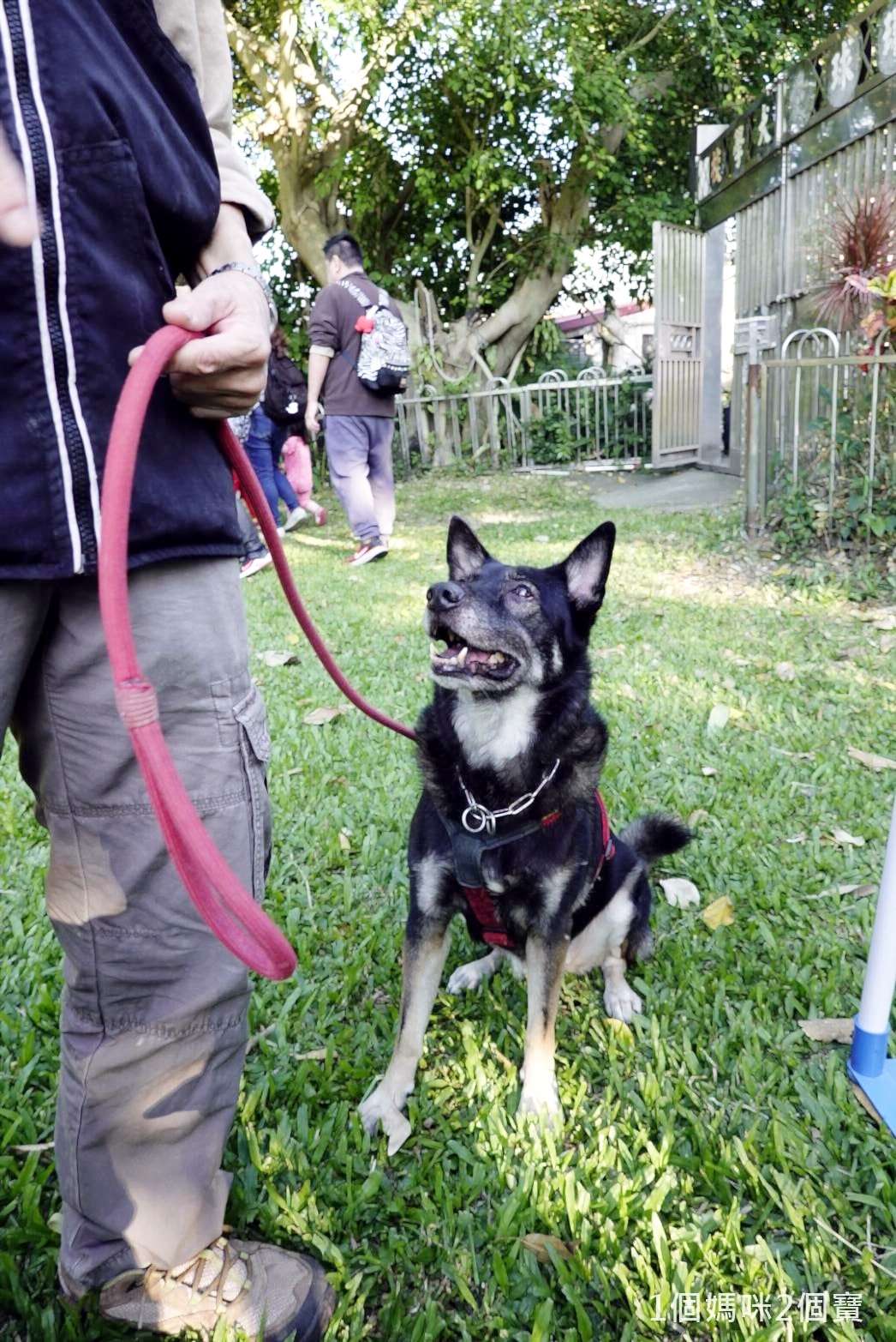 【親子體驗活動| 三峽鐶銶警犬學校-來體驗訓練警犬及搜救犬的過程,成為一個小小訓練師。 - 第11張圖