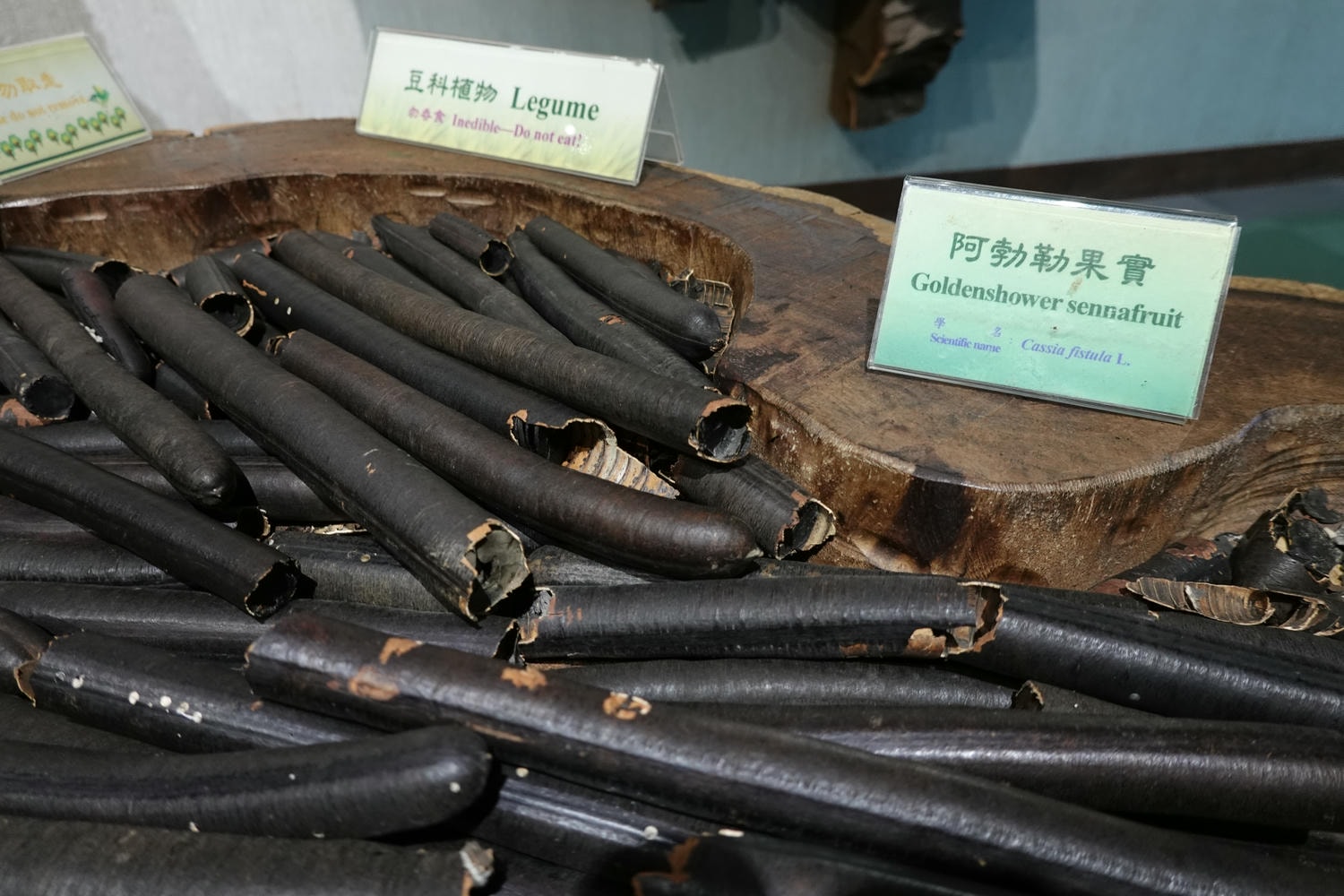【南投景點| 特有生物研究保育中心-台灣特有的生物無論動植物知識這邊都有,好大的鯨魚標本,另外還有蝴蝶館哦。 - 第51張圖