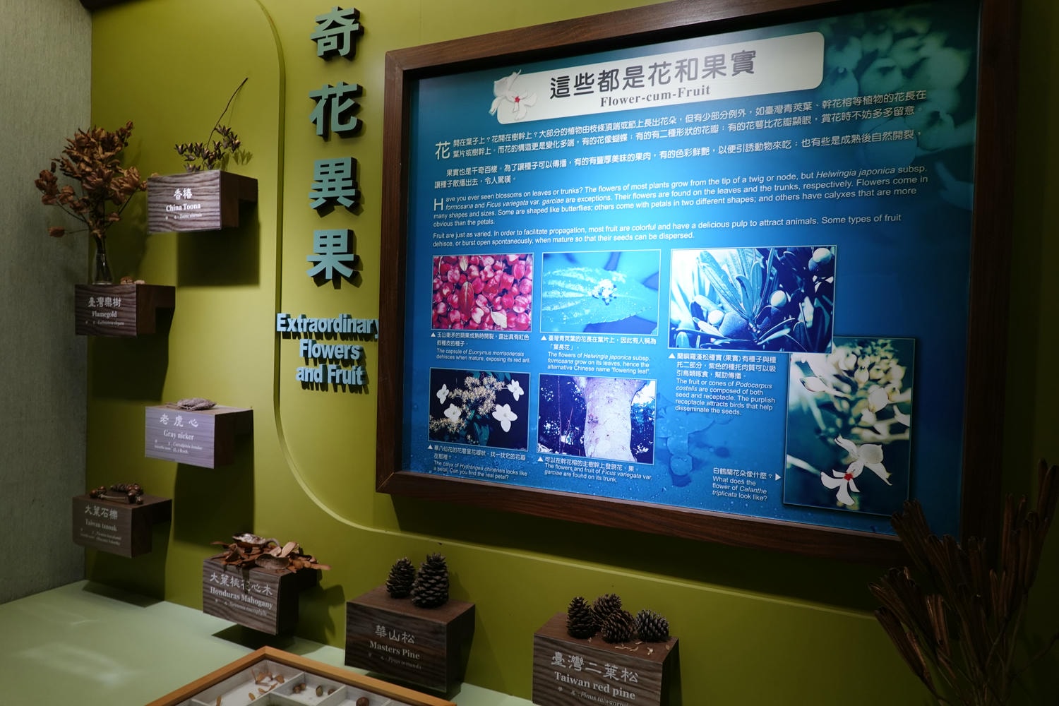 【南投景點| 特有生物研究保育中心-台灣特有的生物無論動植物知識這邊都有,好大的鯨魚標本,另外還有蝴蝶館哦。 - 第53張圖