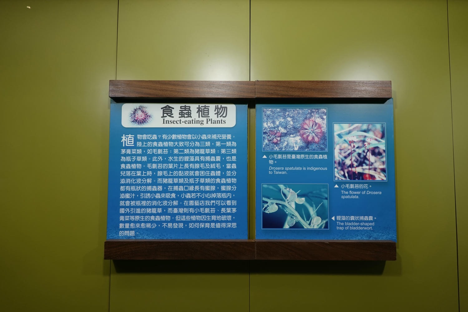 【南投景點| 特有生物研究保育中心-台灣特有的生物無論動植物知識這邊都有,好大的鯨魚標本,另外還有蝴蝶館哦。 - 第52張圖