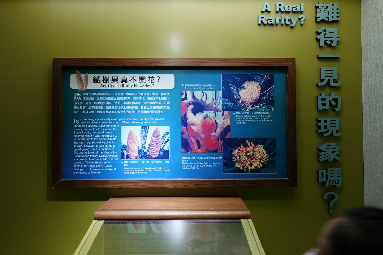 【南投景點| 特有生物研究保育中心-台灣特有的生物無論動植物知識這邊都有,好大的鯨魚標本,另外還有蝴蝶館哦。 - 第55張圖