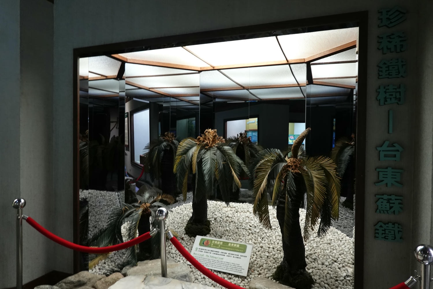 【南投景點| 特有生物研究保育中心-台灣特有的生物無論動植物知識這邊都有,好大的鯨魚標本,另外還有蝴蝶館哦。 - 第54張圖