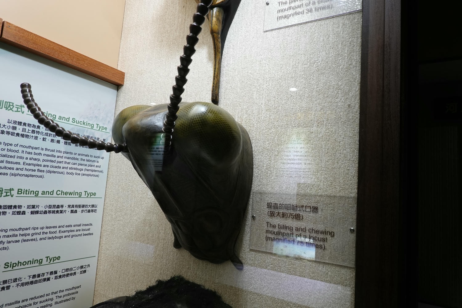 【南投景點| 特有生物研究保育中心-台灣特有的生物無論動植物知識這邊都有,好大的鯨魚標本,另外還有蝴蝶館哦。 - 第38張圖