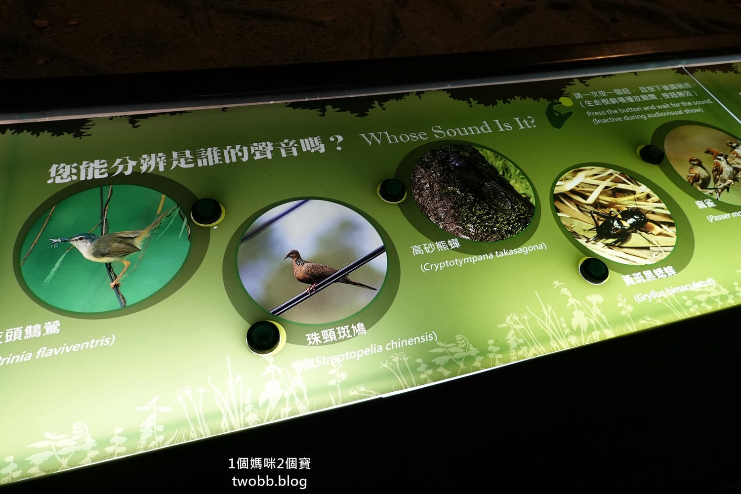 【南投景點| 特有生物研究保育中心-台灣特有的生物無論動植物知識這邊都有,好大的鯨魚標本,另外還有蝴蝶館哦。 - 第22張圖