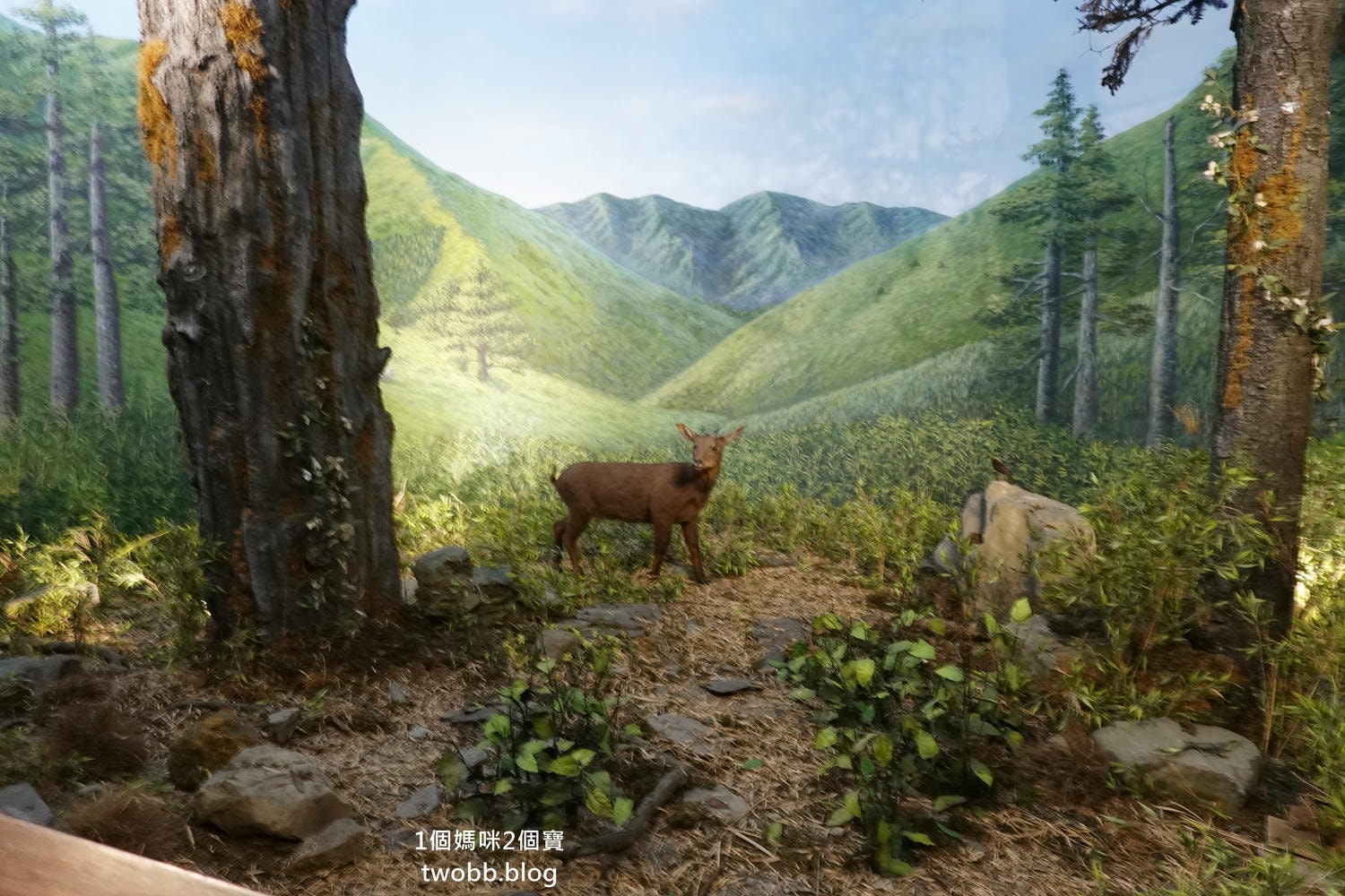 【南投景點| 特有生物研究保育中心-台灣特有的生物無論動植物知識這邊都有,好大的鯨魚標本,另外還有蝴蝶館哦。 - 第23張圖