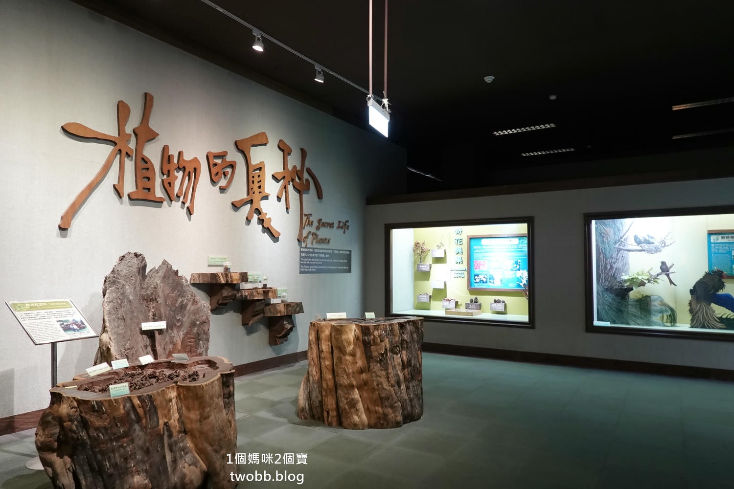 【南投景點| 特有生物研究保育中心-台灣特有的生物無論動植物知識這邊都有,好大的鯨魚標本,另外還有蝴蝶館哦。 - 第48張圖