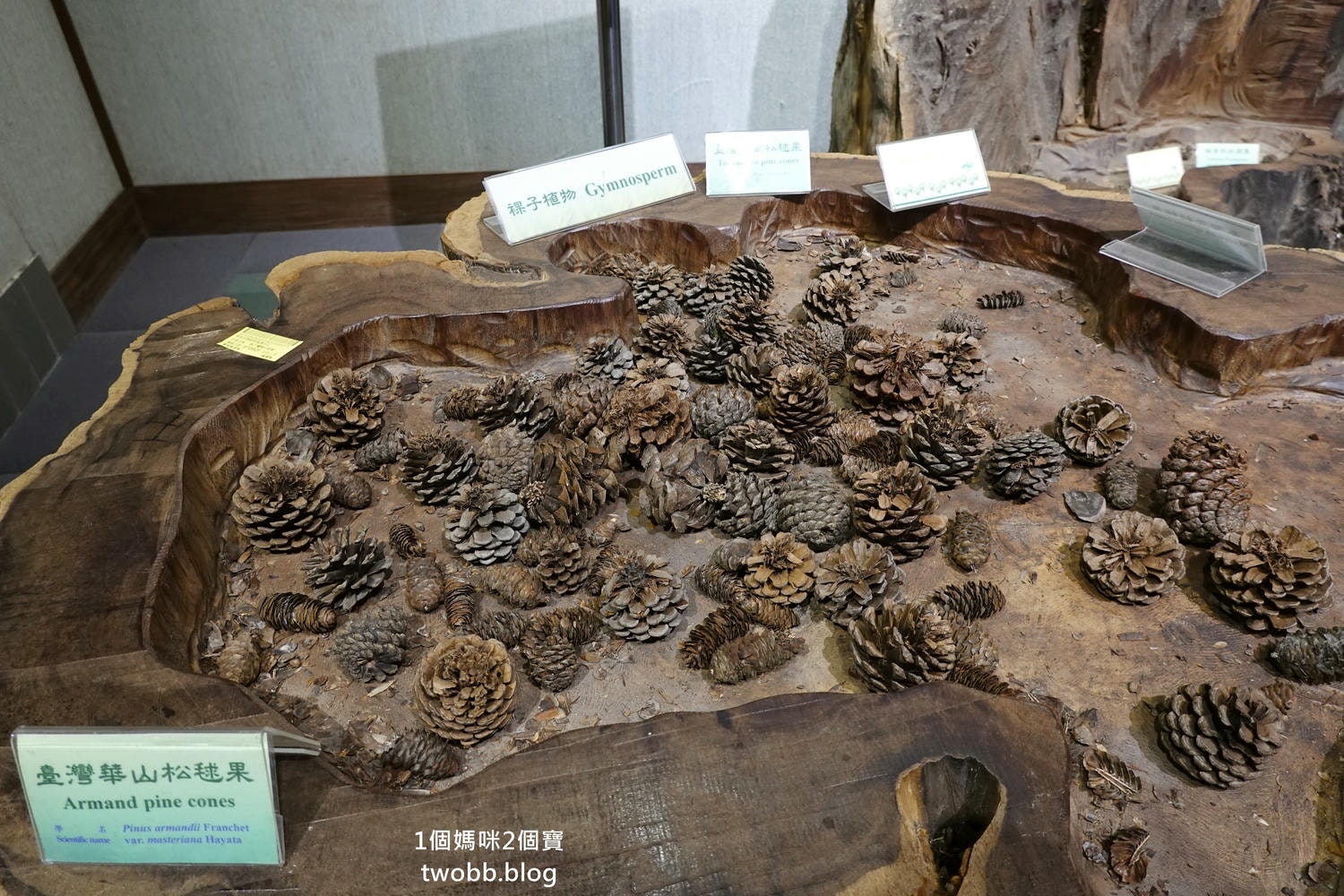 【南投景點| 特有生物研究保育中心-台灣特有的生物無論動植物知識這邊都有,好大的鯨魚標本,另外還有蝴蝶館哦。 - 第49張圖