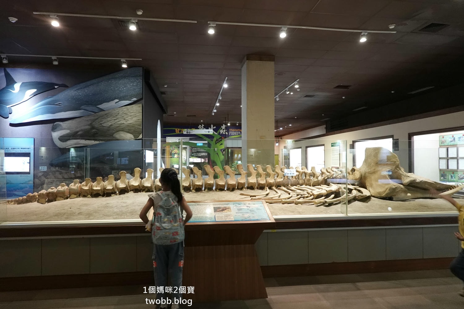 【南投景點| 特有生物研究保育中心-台灣特有的生物無論動植物知識這邊都有,好大的鯨魚標本,另外還有蝴蝶館哦。 - 第28張圖