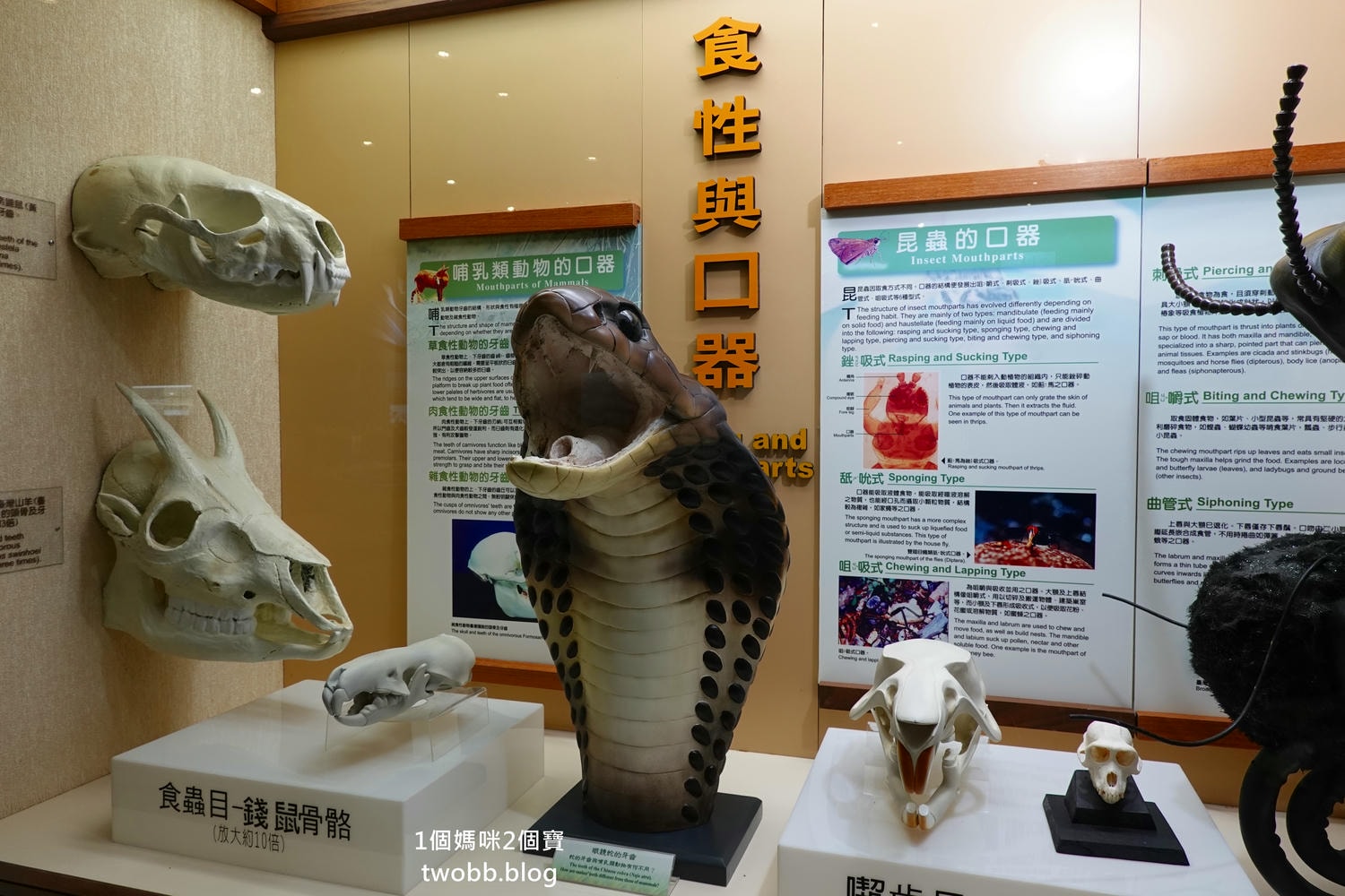【南投景點| 特有生物研究保育中心-台灣特有的生物無論動植物知識這邊都有,好大的鯨魚標本,另外還有蝴蝶館哦。 - 第37張圖