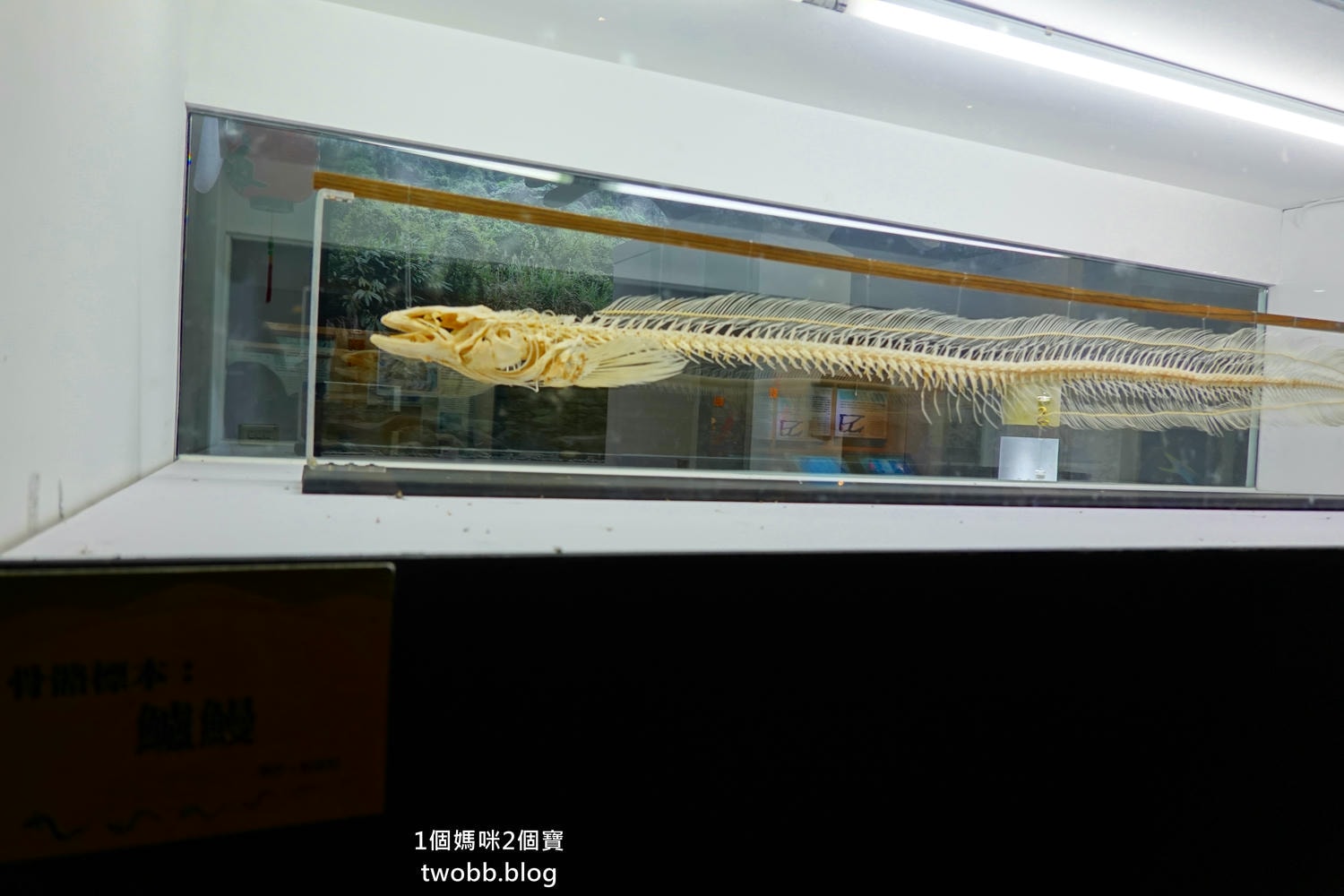 【南投景點| 特有生物研究保育中心-台灣特有的生物無論動植物知識這邊都有,好大的鯨魚標本,另外還有蝴蝶館哦。 - 第29張圖