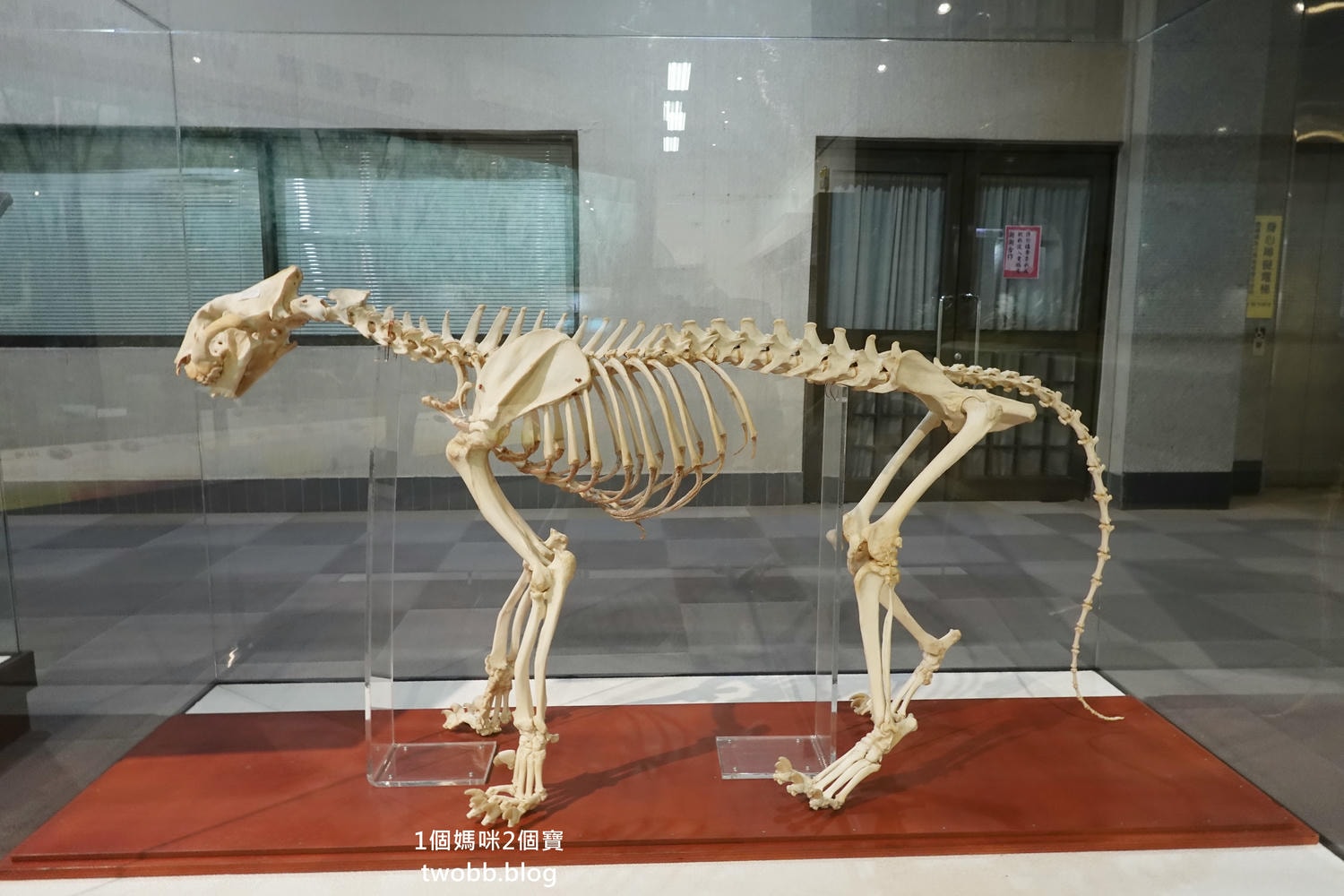 【南投景點| 特有生物研究保育中心-台灣特有的生物無論動植物知識這邊都有,好大的鯨魚標本,另外還有蝴蝶館哦。 - 第32張圖