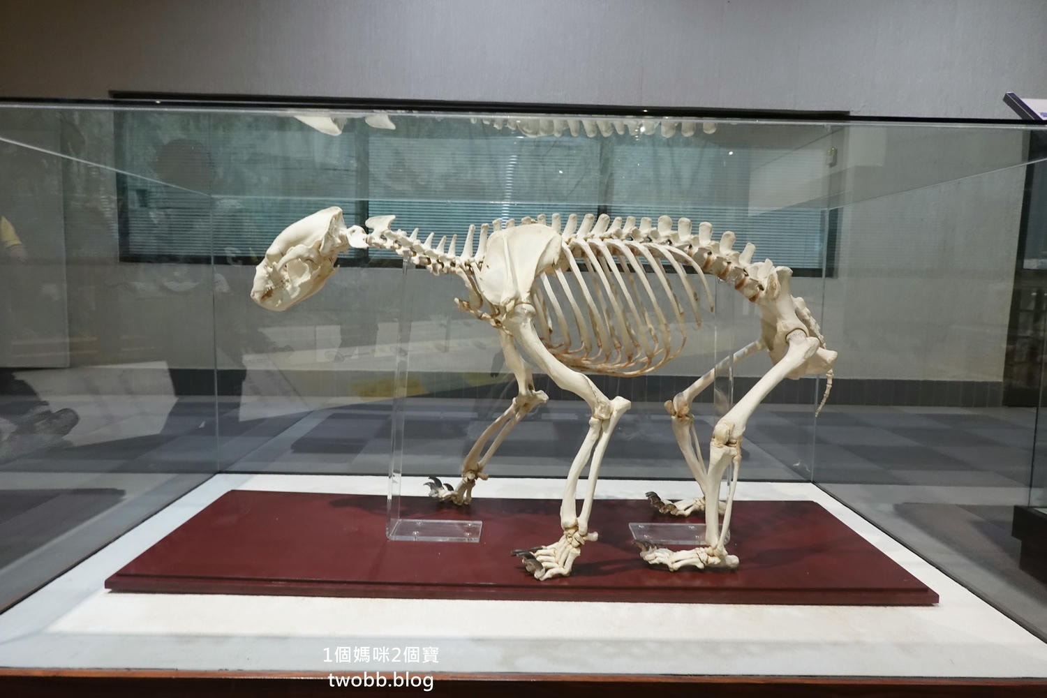 【南投景點| 特有生物研究保育中心-台灣特有的生物無論動植物知識這邊都有,好大的鯨魚標本,另外還有蝴蝶館哦。 - 第33張圖