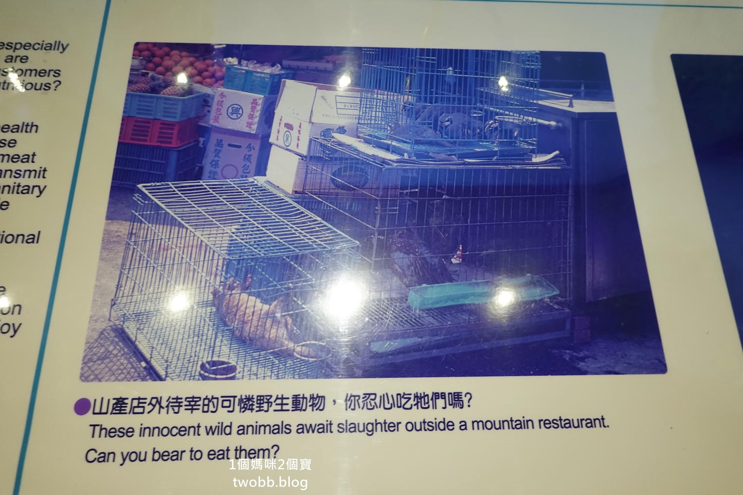 【南投景點| 特有生物研究保育中心-台灣特有的生物無論動植物知識這邊都有,好大的鯨魚標本,另外還有蝴蝶館哦。 - 第62張圖