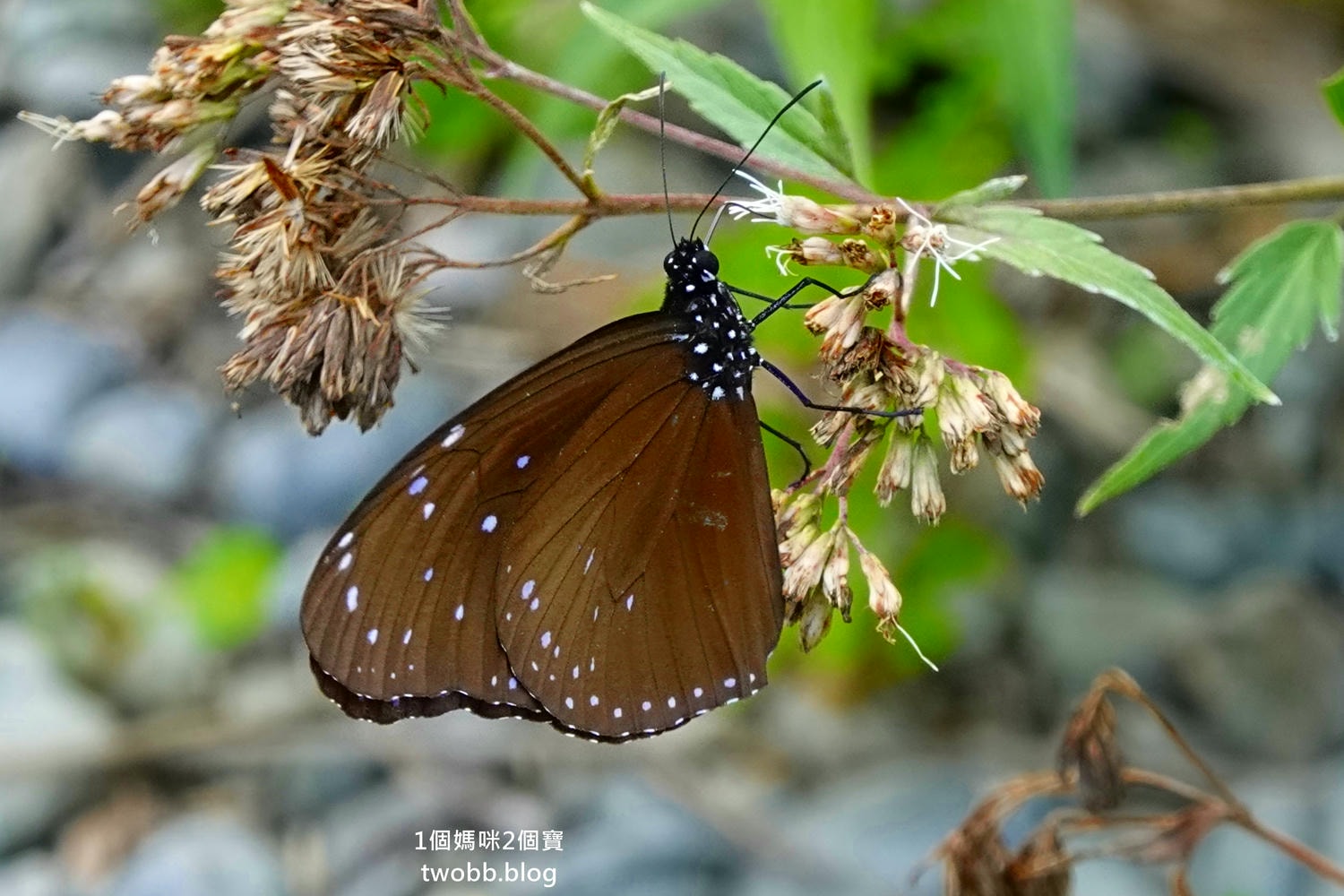 【南投景點| 特有生物研究保育中心-台灣特有的生物無論動植物知識這邊都有,好大的鯨魚標本,另外還有蝴蝶館哦。 - 第69張圖