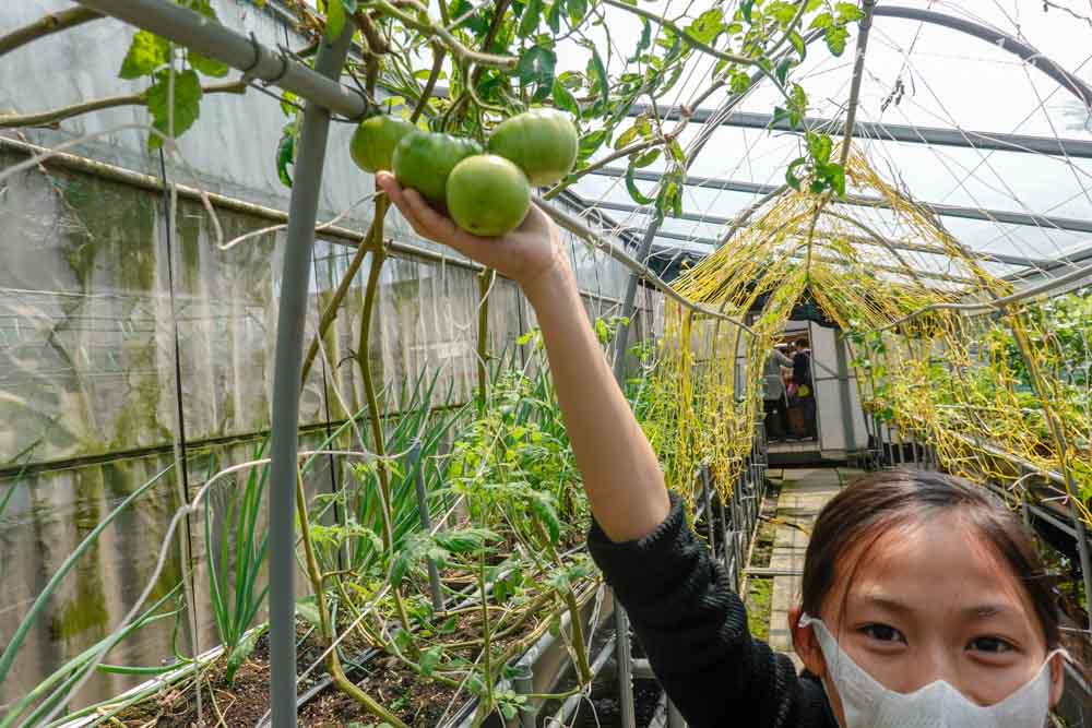 【桃園景點】藍迪兒童之家開心農場-藍迪開心農場半日遊,一座結合社會資源及各方用愛灌溉的農場,讓一群有特殊故事的孩子們有擁有完整的愛。 - 第39張圖