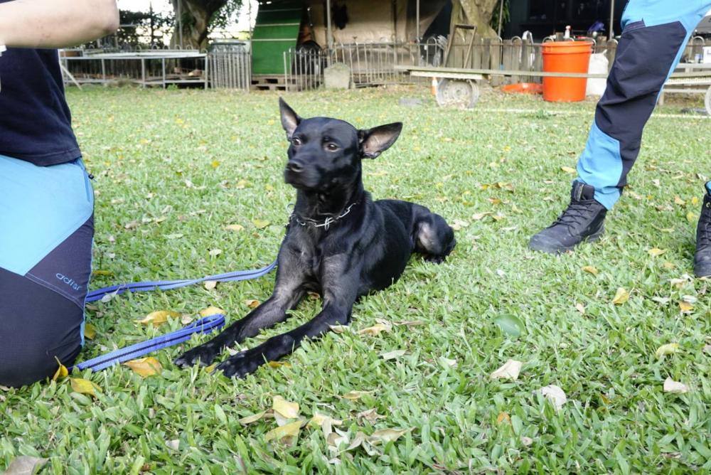 【親子體驗活動| 三峽鐶銶警犬學校-來體驗訓練警犬及搜救犬的過程,成為一個小小訓練師。 - 第25張圖