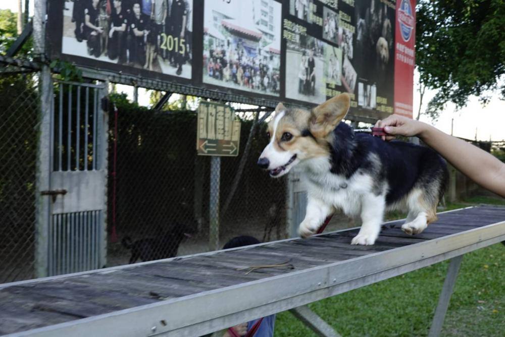 【親子體驗活動| 三峽鐶銶警犬學校-來體驗訓練警犬及搜救犬的過程,成為一個小小訓練師。 - 第24張圖