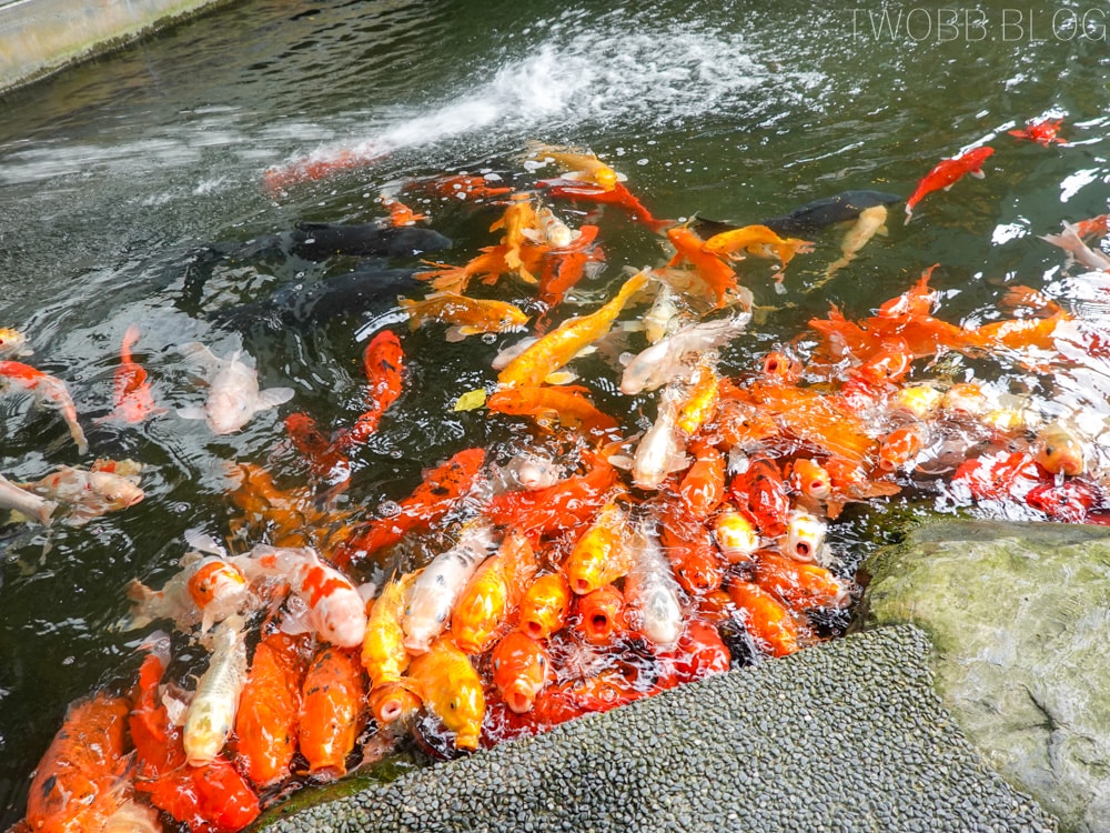 花蓮吉安住宿| 金澤居民宿》親子住宿!日式庭園造景,大榕樹下草皮嬉戲,花草簇擁池塘讓人心曠神怡,遠離塵囂,自行車綠色隧道民宿推薦! - 第39張圖