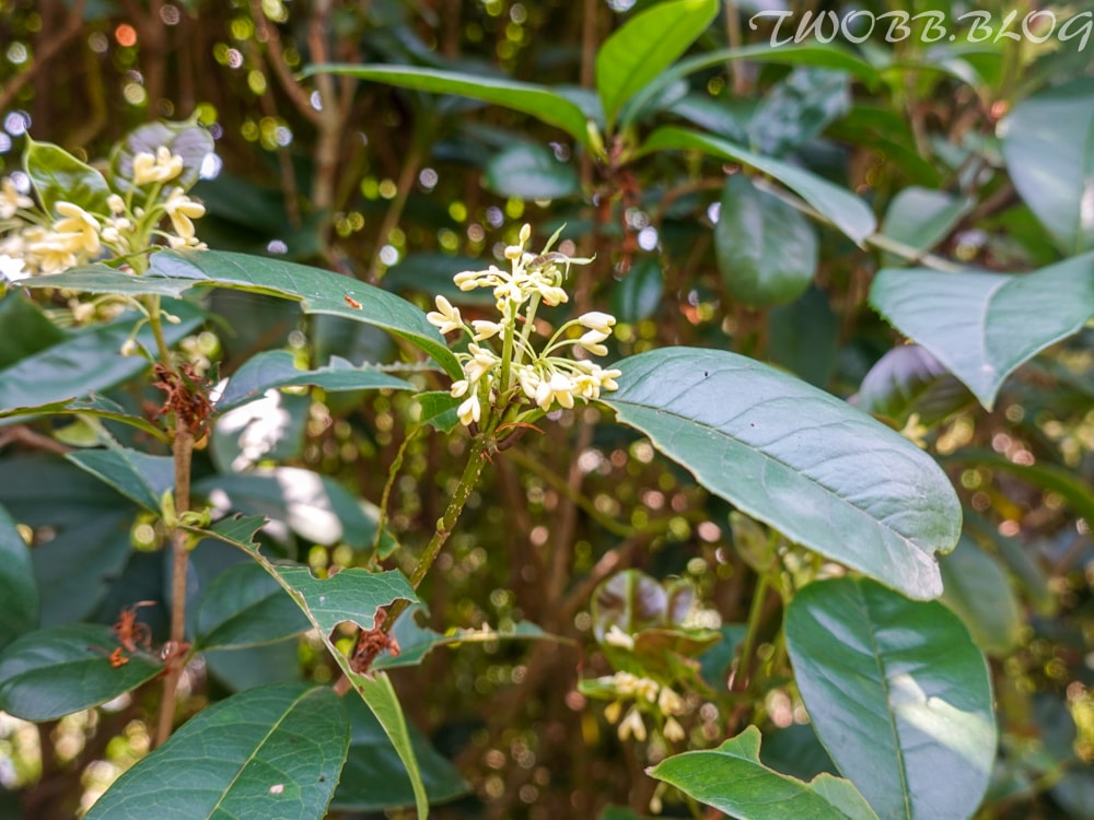 新北景點|小馬貝菈-Ezi森活》免門票!三芝親子寵物友善餐廳!陽光下的草坪,沙坑!還可餵食小馬,順遊三生步道,賞櫻與農場秘境一日遊。 - 第76張圖