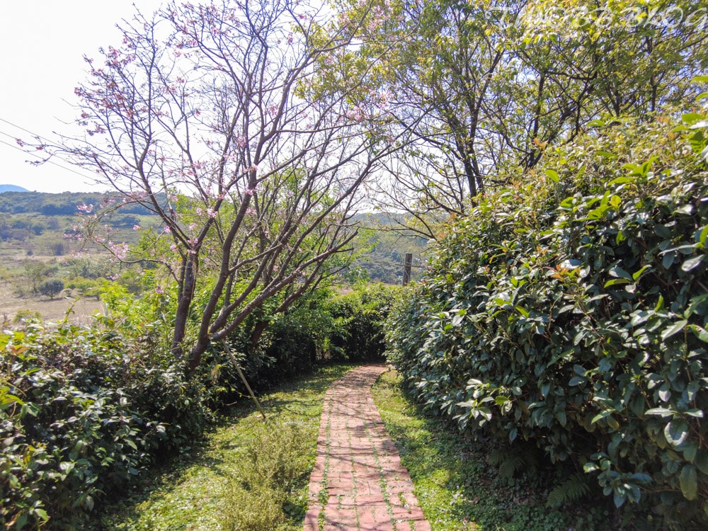 新北景點|小馬貝菈-Ezi森活》免門票!三芝親子寵物友善餐廳!陽光下的草坪,沙坑!還可餵食小馬,順遊三生步道,賞櫻與農場秘境一日遊。 - 第74張圖
