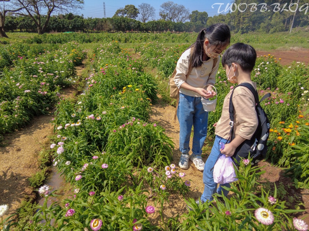 桃園景點|青林農場》假日踏青推薦!大片草地遛小孩,必做超美的麥桿菊乾燥花,還有小動物及控窯體驗,來花田當一天網美。 - 第61張圖