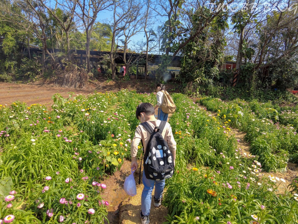 桃園景點|青林農場》假日踏青推薦!大片草地遛小孩,必做超美的麥桿菊乾燥花,還有小動物及控窯體驗,來花田當一天網美。 - 第60張圖