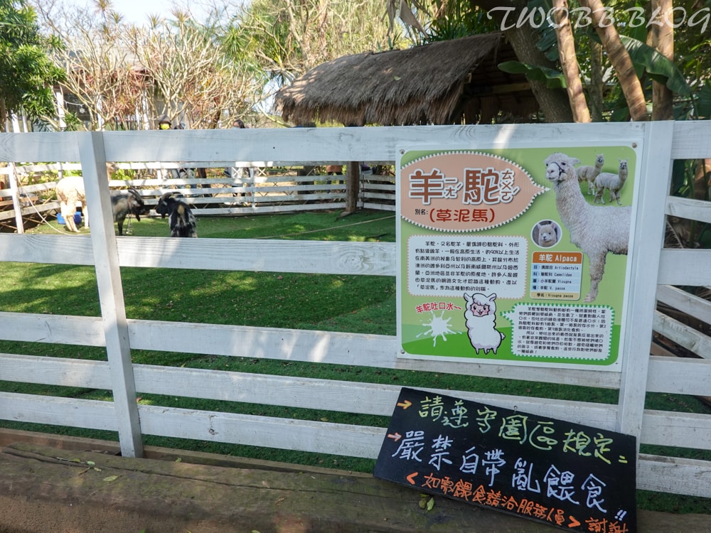 桃園景點|青林農場》假日踏青推薦!大片草地遛小孩,必做超美的麥桿菊乾燥花,還有小動物及控窯體驗,來花田當一天網美。 - 第24張圖