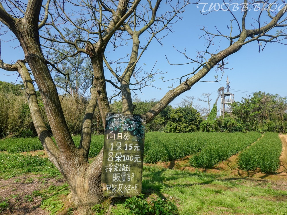 桃園景點|青林農場》假日踏青推薦!大片草地遛小孩,必做超美的麥桿菊乾燥花,還有小動物及控窯體驗,來花田當一天網美。 - 第53張圖