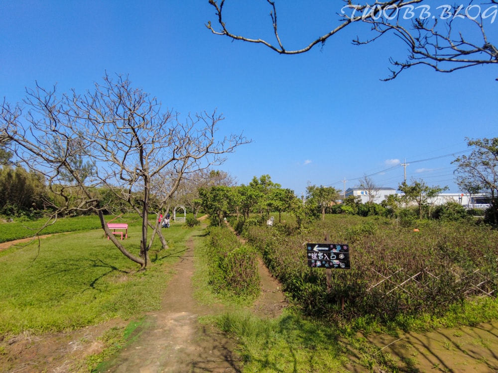 桃園景點|青林農場》假日踏青推薦!大片草地遛小孩,必做超美的麥桿菊乾燥花,還有小動物及控窯體驗,來花田當一天網美。 - 第70張圖