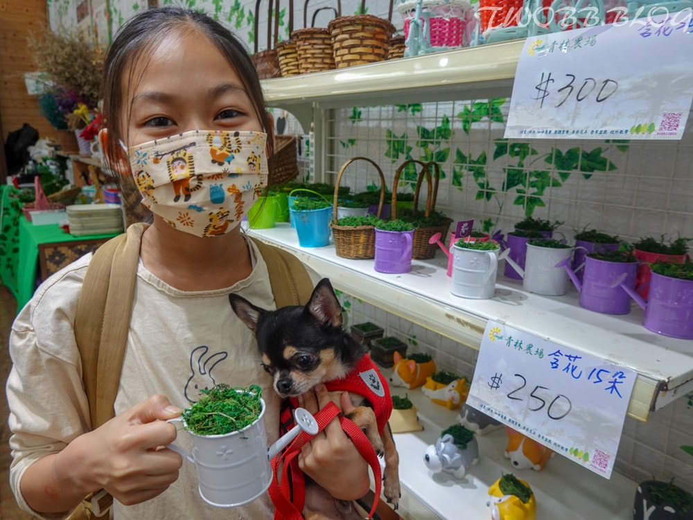 桃園景點|青林農場》假日踏青推薦!大片草地遛小孩,必做超美的麥桿菊乾燥花,還有小動物及控窯體驗,來花田當一天網美。 - 第51張圖