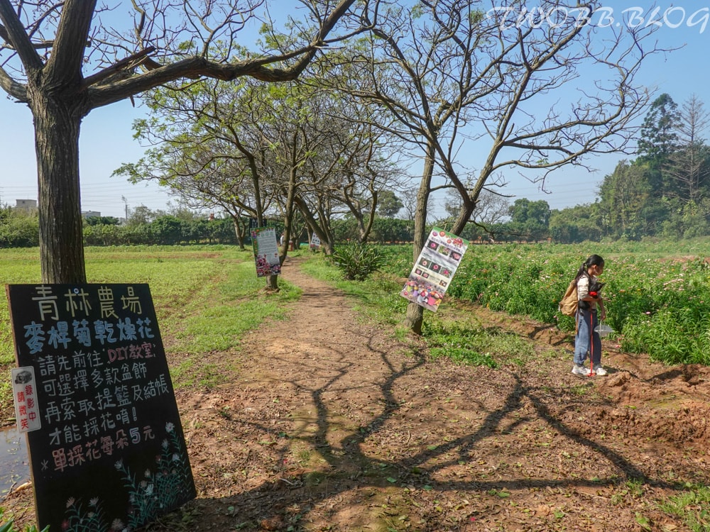 桃園景點|青林農場》假日踏青推薦!大片草地遛小孩,必做超美的麥桿菊乾燥花,還有小動物及控窯體驗,來花田當一天網美。 - 第52張圖