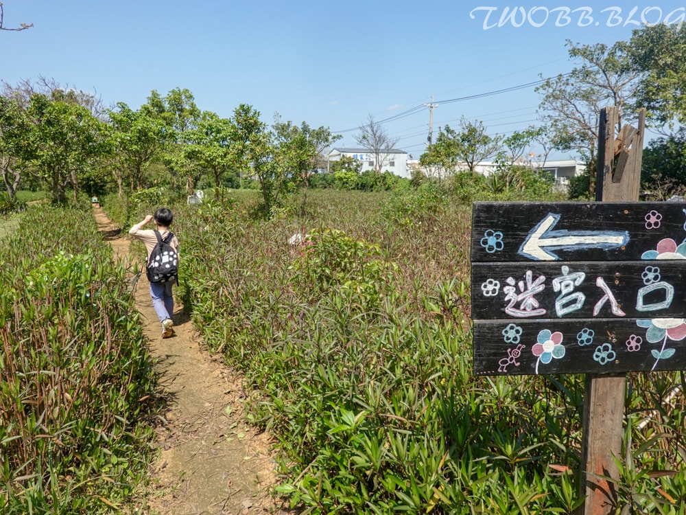 桃園景點|青林農場》假日踏青推薦!大片草地遛小孩,必做超美的麥桿菊乾燥花,還有小動物及控窯體驗,來花田當一天網美。 - 第69張圖