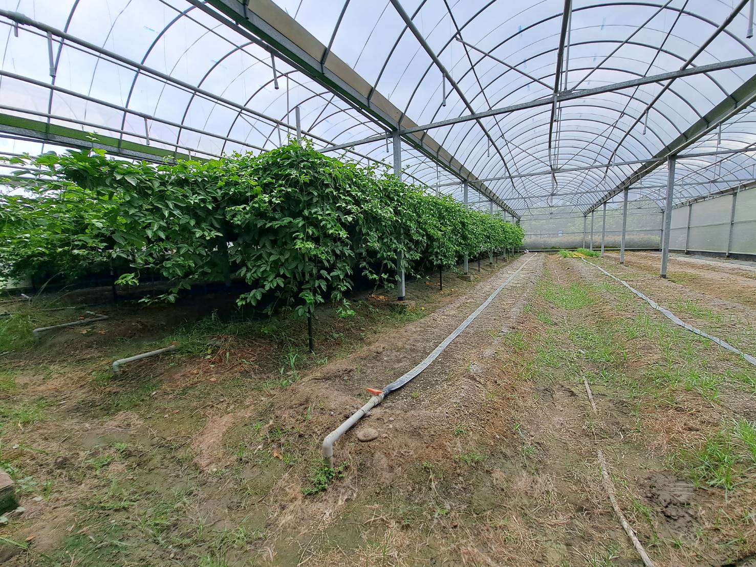 屏東景點|蘇蔡農場 & 蘇蔡農場餐廳》屏東農場推薦!自產自銷絕對新鮮的有機食材餐廳,還有好吃養生美食。 - 第18張圖