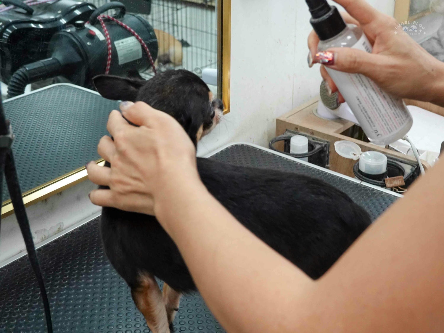 台中|大心寵物美容館》台中寵物美容館推薦!鄰近大甲鎮瀾宮,細心專業,獨立開放空間不關籠,飼主好安心。 - 第41張圖