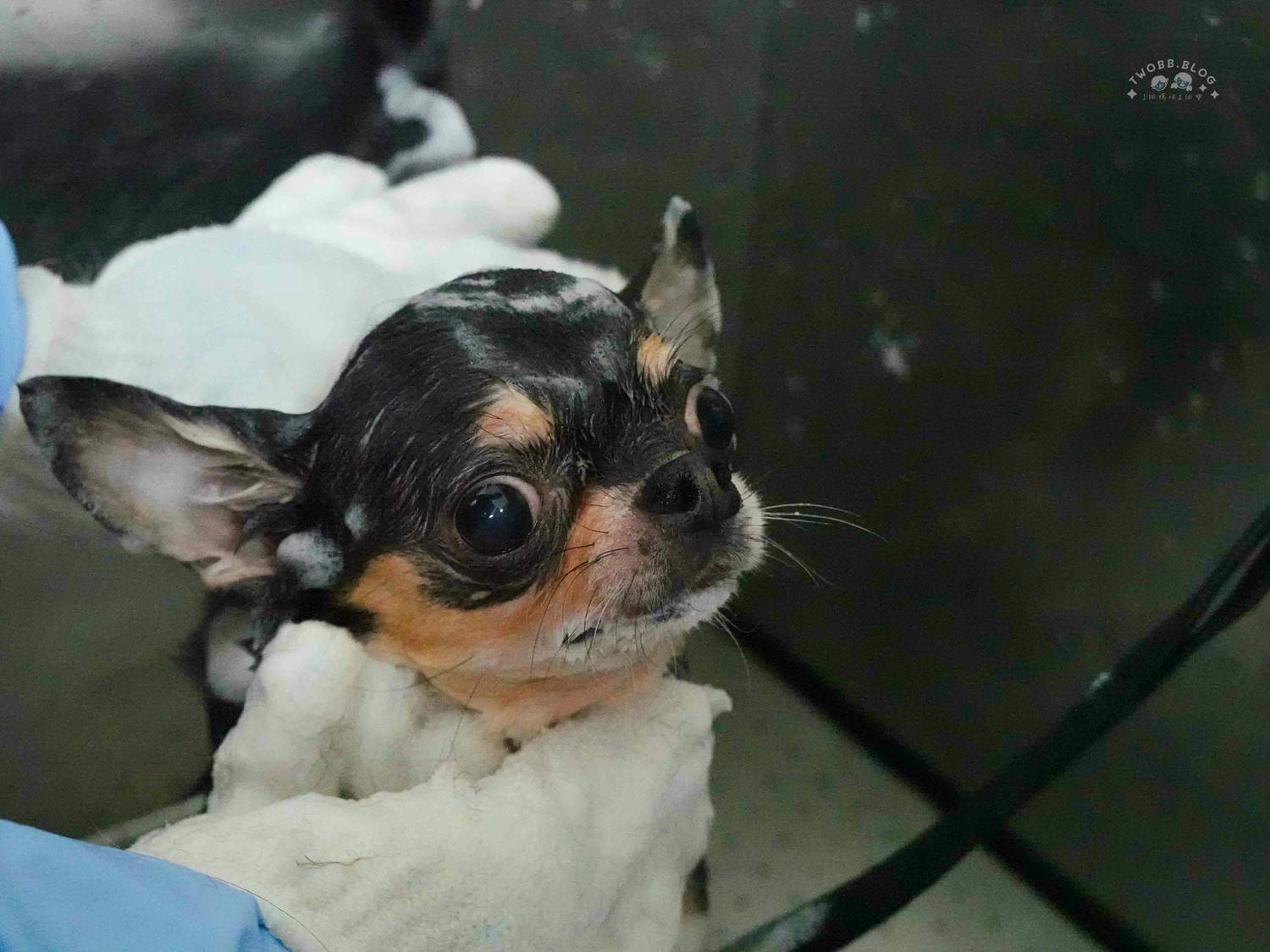 台中|大心寵物美容館》台中寵物美容館推薦!鄰近大甲鎮瀾宮,細心專業,獨立開放空間不關籠,飼主好安心。 - 第33張圖