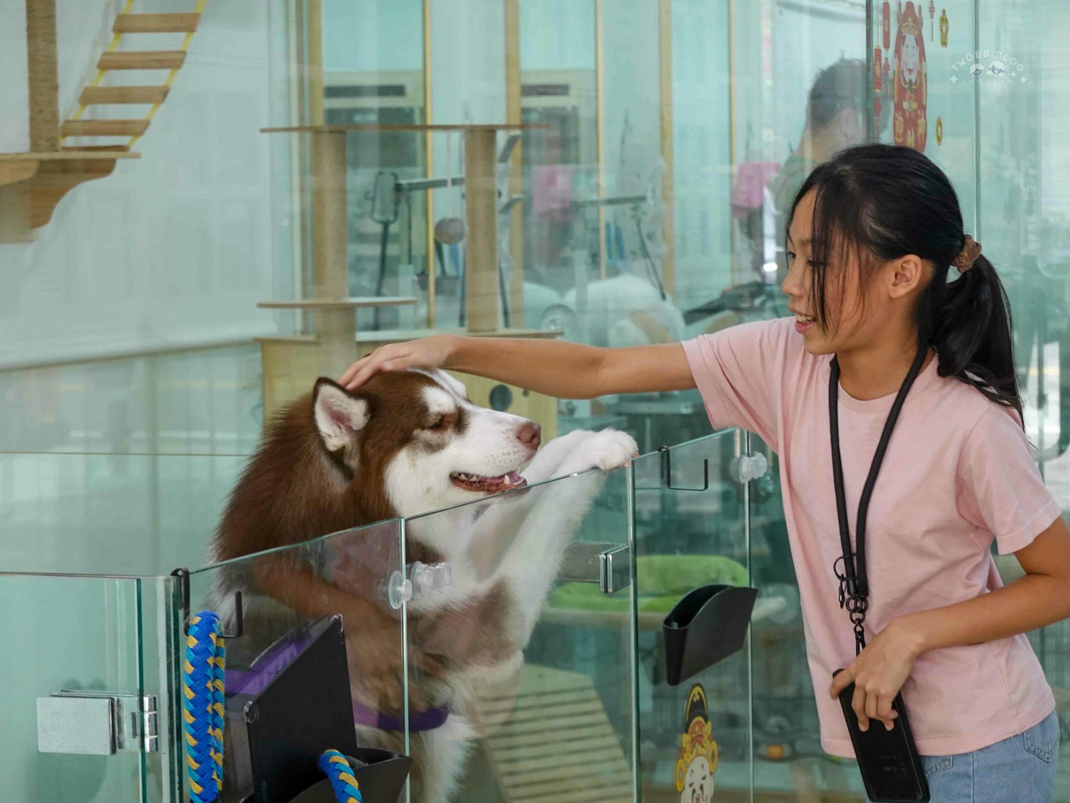台中|大心寵物美容館》台中寵物美容館推薦!鄰近大甲鎮瀾宮,細心專業,獨立開放空間不關籠,飼主好安心。 - 第12張圖