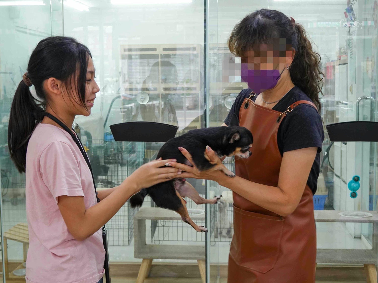 台中|大心寵物美容館》台中寵物美容館推薦!鄰近大甲鎮瀾宮,細心專業,獨立開放空間不關籠,飼主好安心。 - 第21張圖