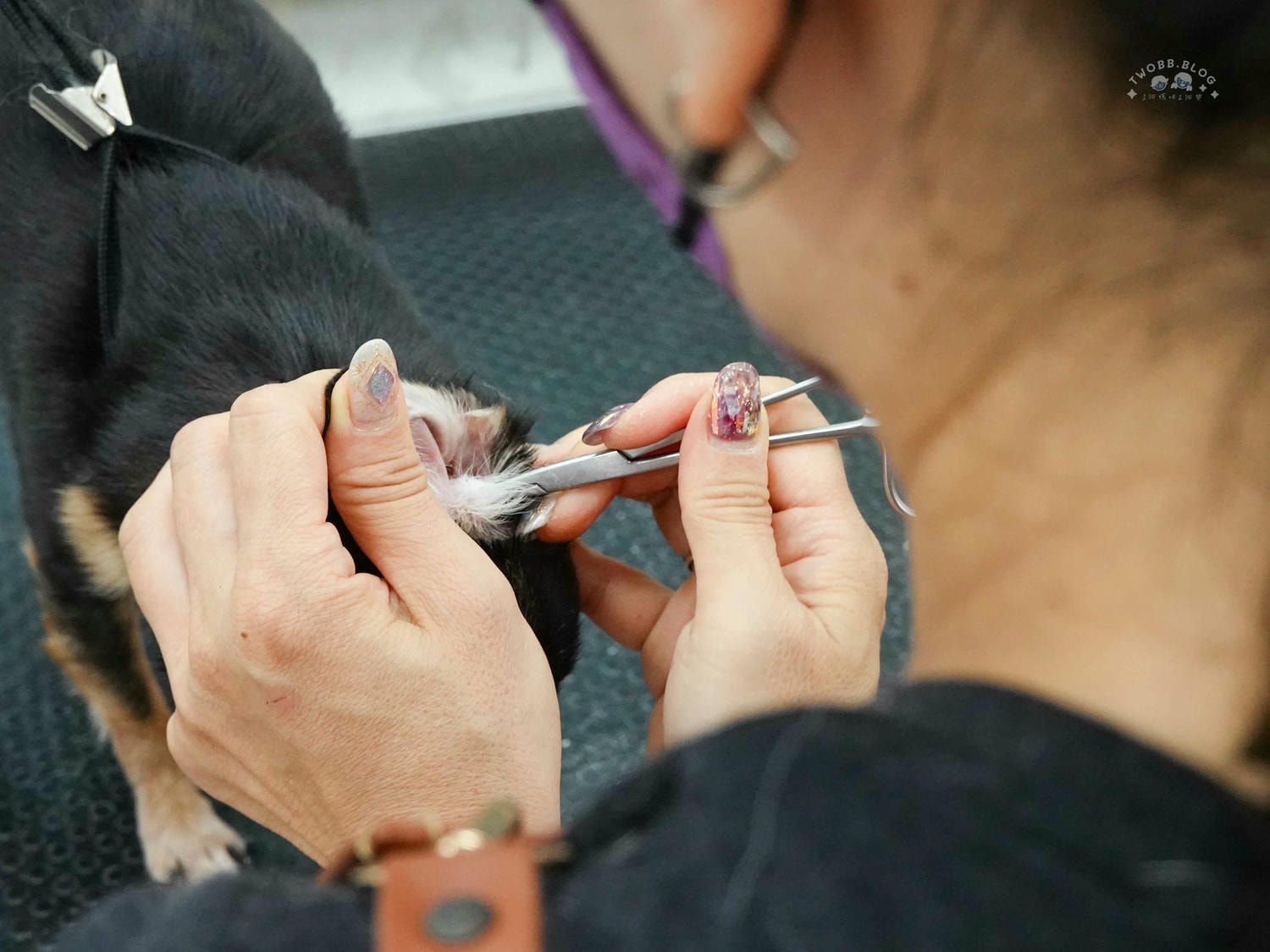 台中|大心寵物美容館》台中寵物美容館推薦!鄰近大甲鎮瀾宮,細心專業,獨立開放空間不關籠,飼主好安心。 - 第27張圖