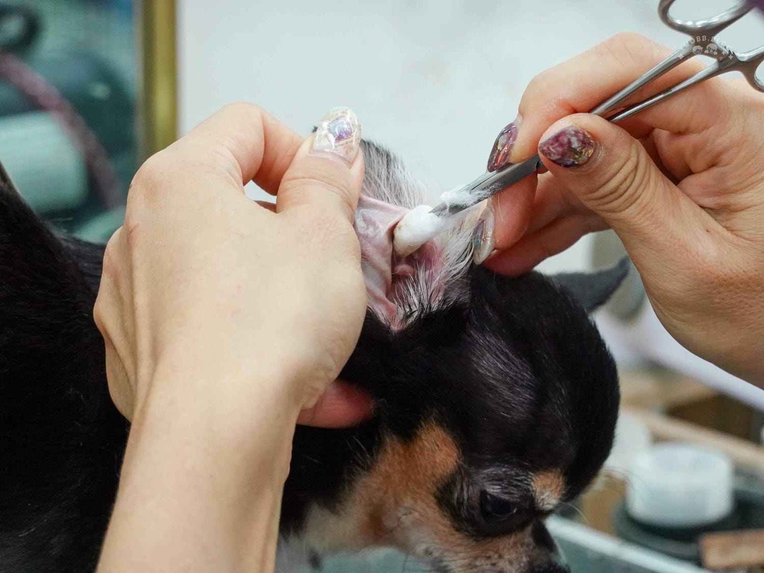 台中|大心寵物美容館》台中寵物美容館推薦!鄰近大甲鎮瀾宮,細心專業,獨立開放空間不關籠,飼主好安心。 - 第28張圖