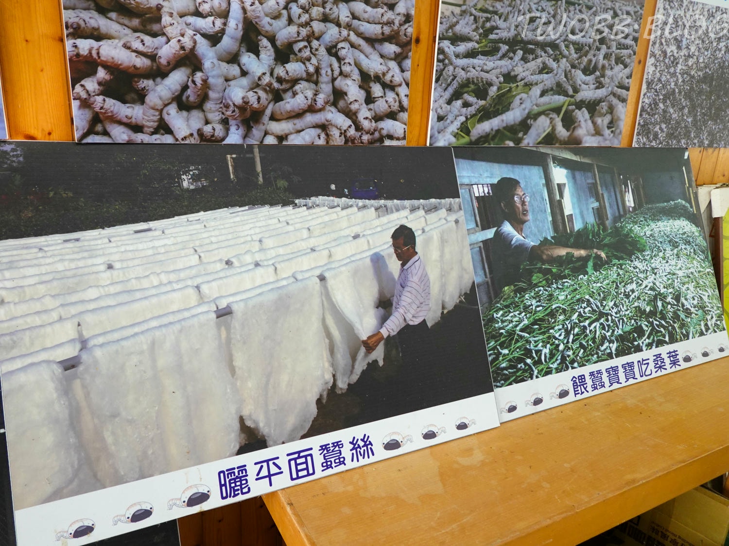 苗栗|泉明生態教育蠶業農場》銅板價門票,全台僅存的蠶業養殖場,進入蠶寶寶的世界,帶蠶絲帽,一睹蠶寶寶吐絲全記錄。 - 第18張圖