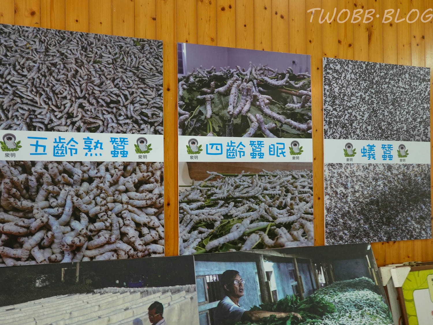 苗栗|泉明生態教育蠶業農場》銅板價門票,全台僅存的蠶業養殖場,進入蠶寶寶的世界,帶蠶絲帽,一睹蠶寶寶吐絲全記錄。 - 第24張圖