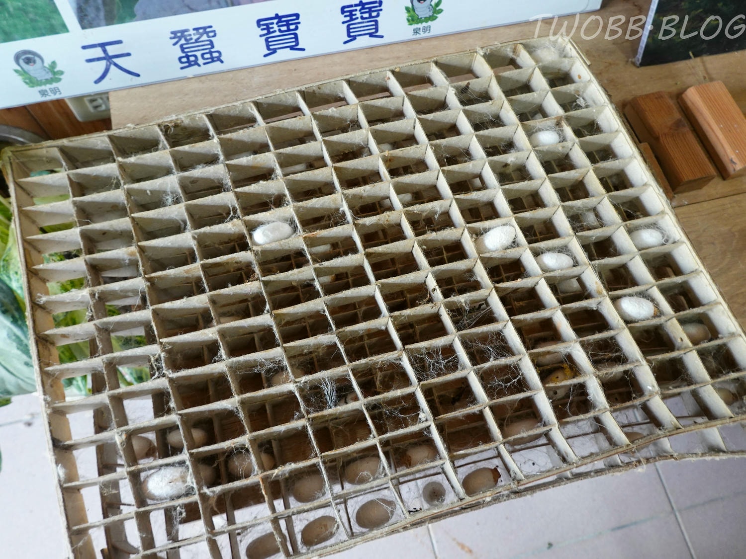 苗栗|泉明生態教育蠶業農場》銅板價門票,全台僅存的蠶業養殖場,進入蠶寶寶的世界,帶蠶絲帽,一睹蠶寶寶吐絲全記錄。 - 第25張圖