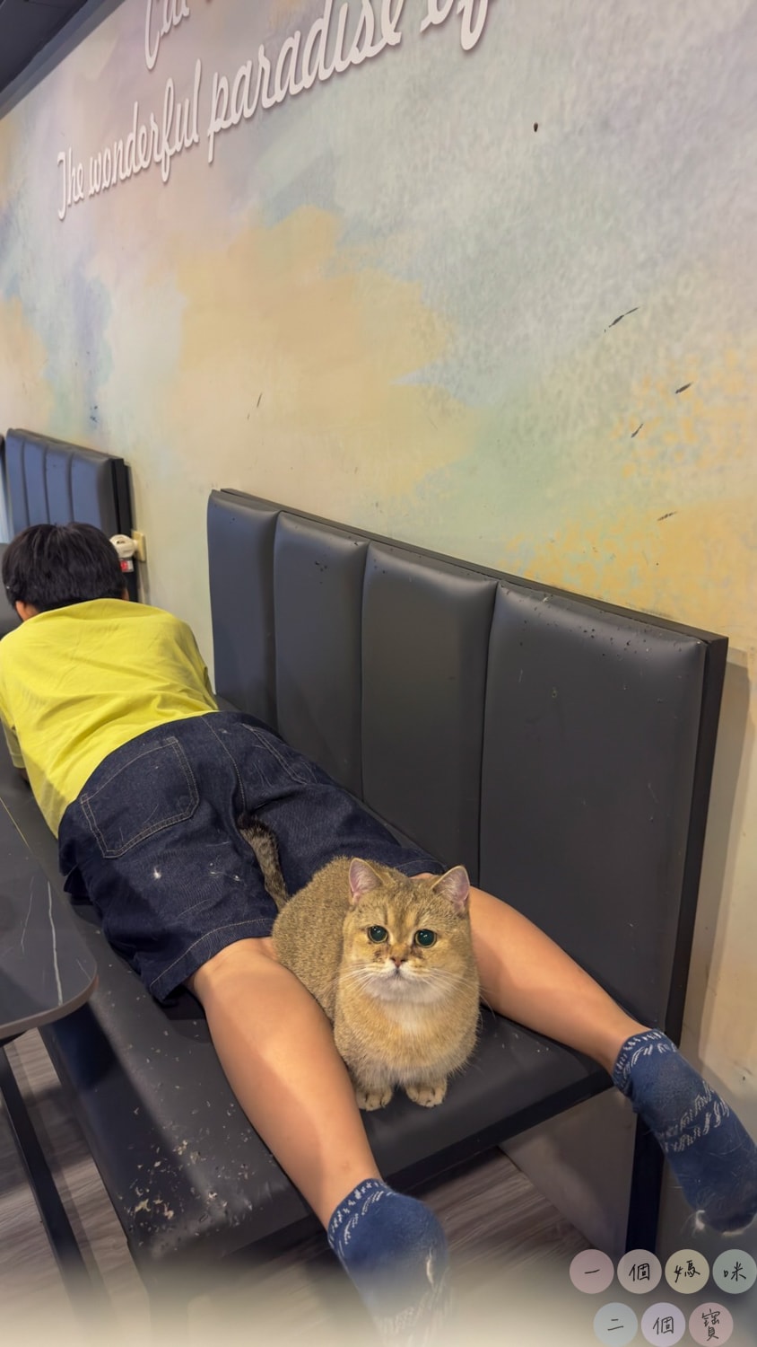 彰化|Cat World 貓世界》貓奴最愛的咖啡廳,將近五十隻品種貓親密互動,與貓咪享受下午茶時光! - 第32張圖 貓世界 (13)