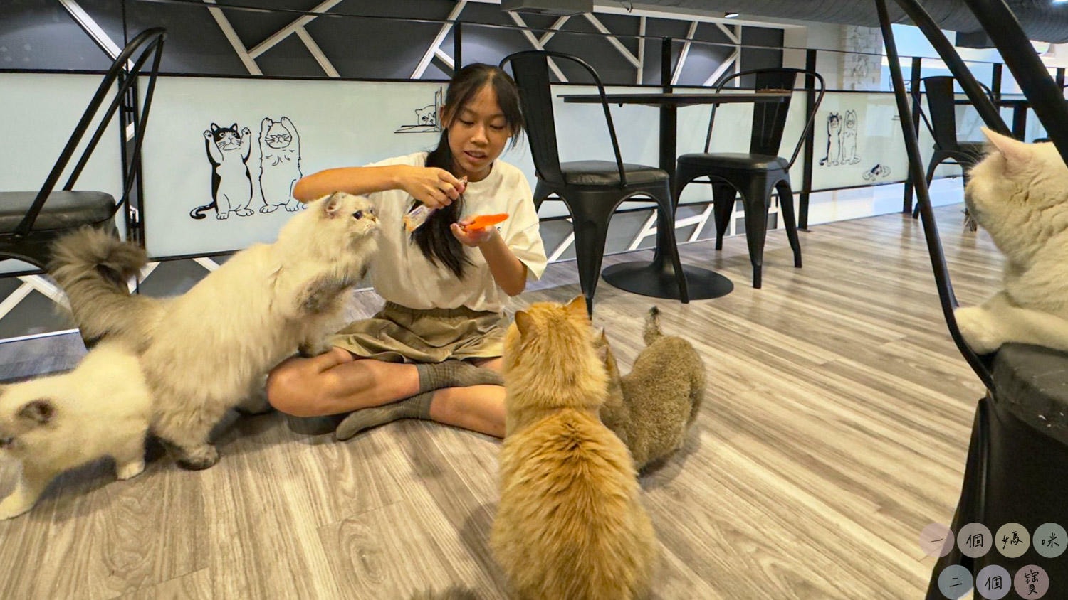 彰化|Cat World 貓世界》貓奴最愛的咖啡廳,將近五十隻品種貓親密互動,與貓咪享受下午茶時光! - 第20張圖 貓世界 (14)