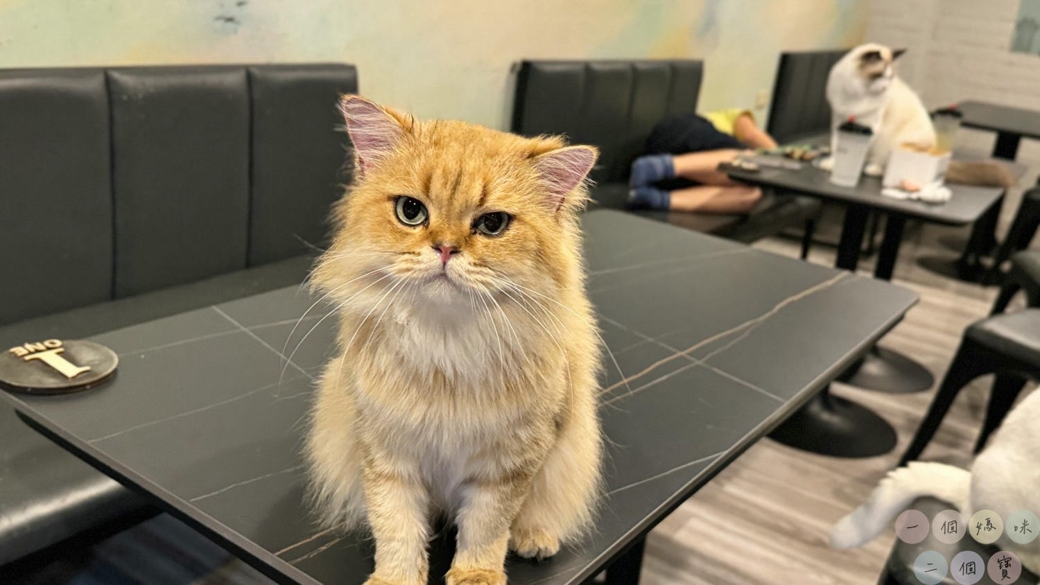 彰化|Cat World 貓世界》貓奴最愛的咖啡廳,將近五十隻品種貓親密互動,與貓咪享受下午茶時光! - 第30張圖 貓世界 (17)