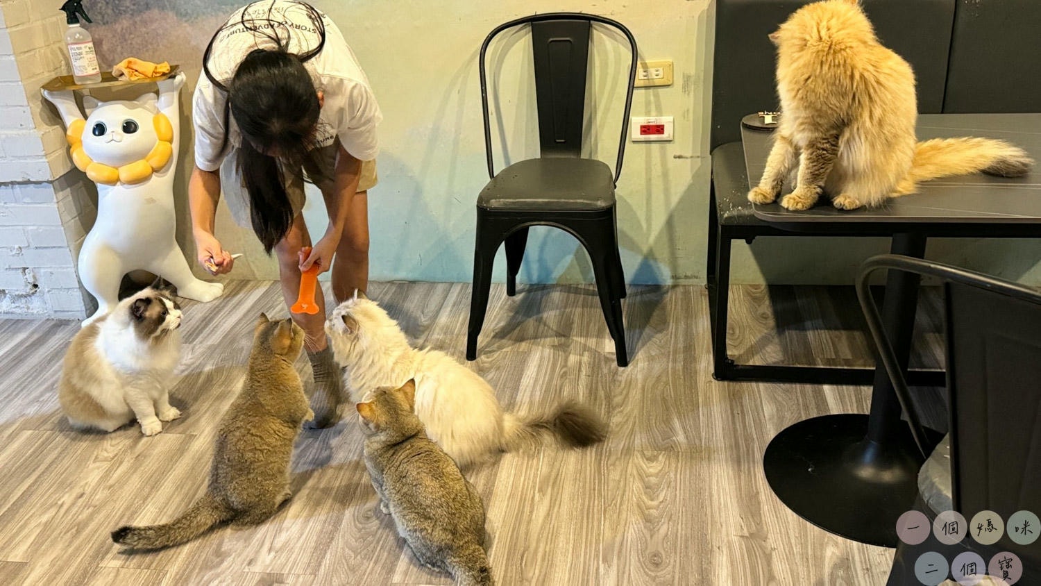 彰化|Cat World 貓世界》貓奴最愛的咖啡廳,將近五十隻品種貓親密互動,與貓咪享受下午茶時光! - 第21張圖 貓世界 (18)