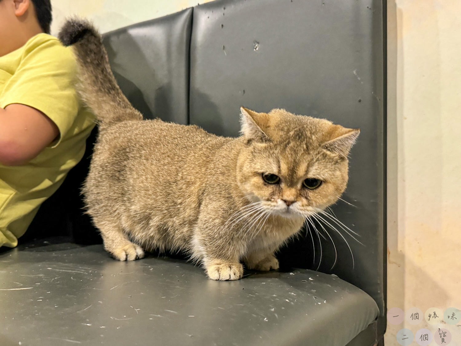 彰化|Cat World 貓世界》貓奴最愛的咖啡廳,將近五十隻品種貓親密互動,與貓咪享受下午茶時光! - 第29張圖 貓世界 (23)