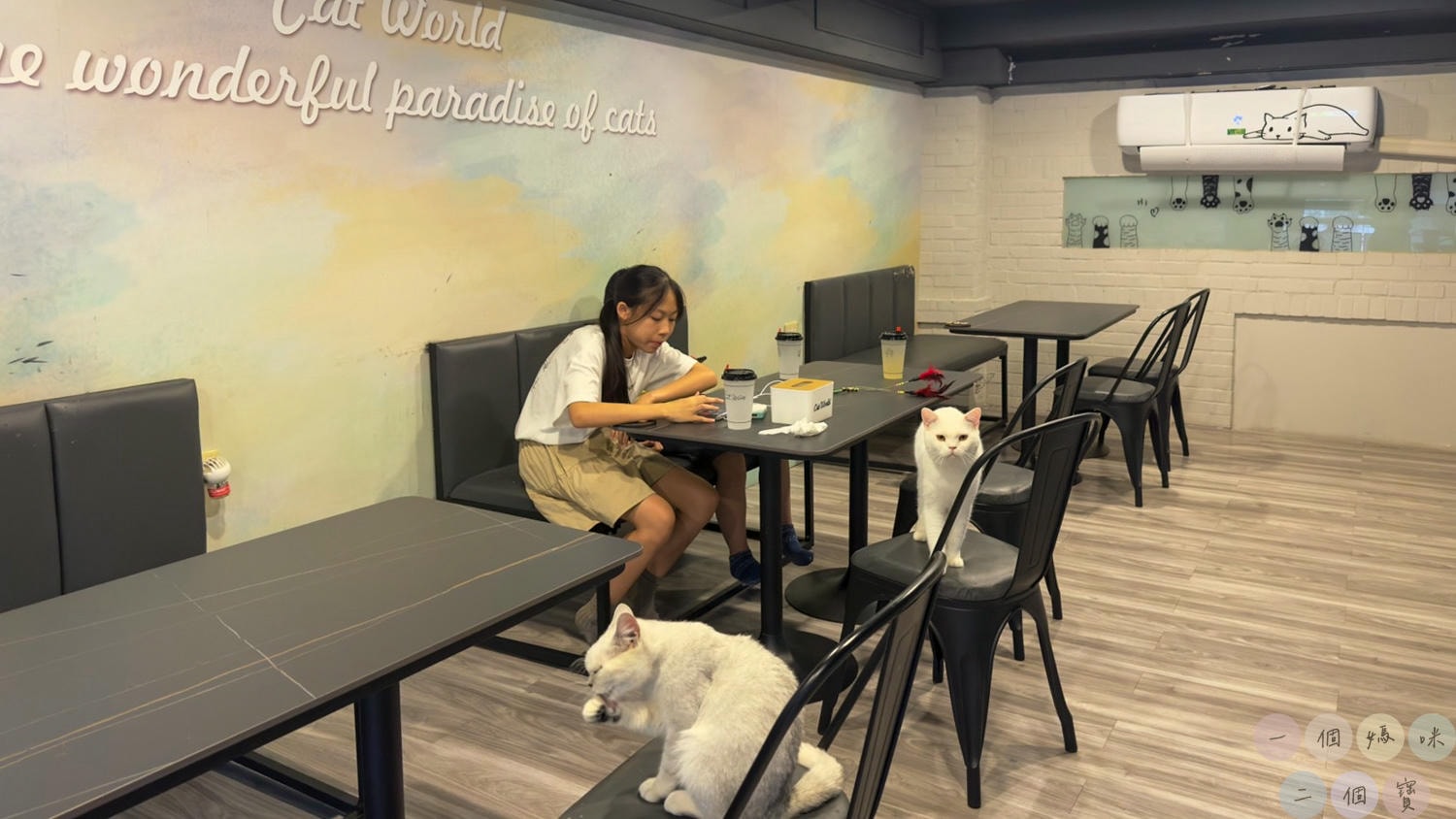 彰化|Cat World 貓世界》貓奴最愛的咖啡廳,將近五十隻品種貓親密互動,與貓咪享受下午茶時光! - 第31張圖 貓世界 (26)
